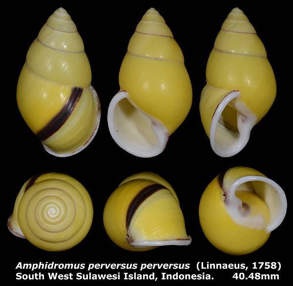 Amphidromus perversus perversus 40.48mm