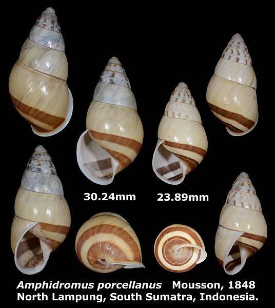 Amphidromus porcellanus 23.89 %26; 30.24mm