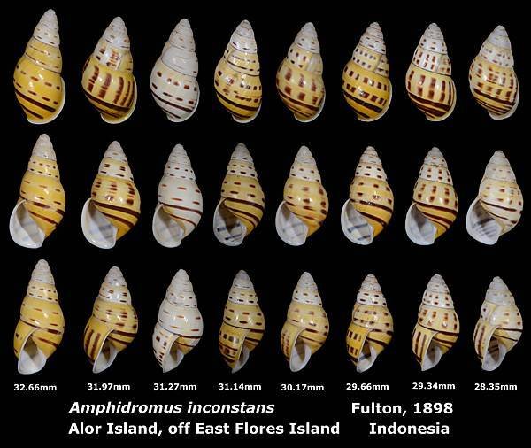 Amphidromus inconstans 28.35 to 32.66mm