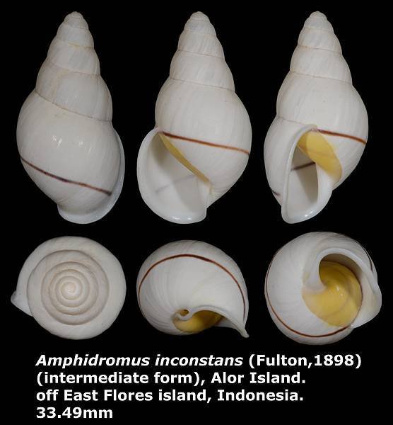 Amphidromus inconstans gracilis 33.49mm