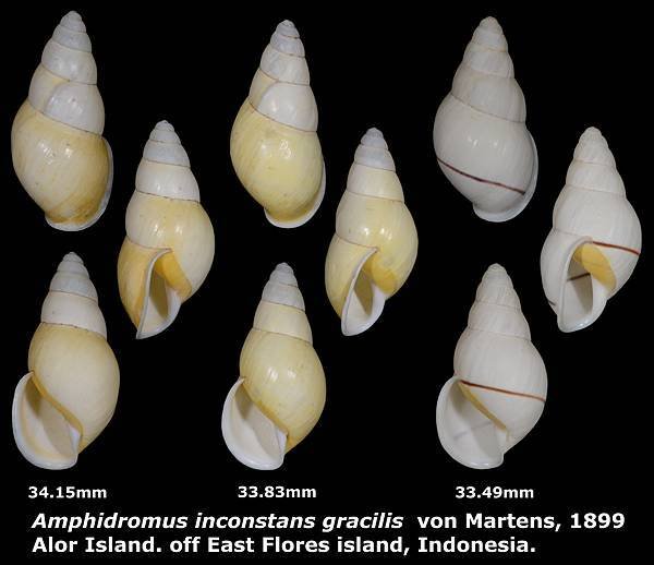 Amphidromus inconstans gracilis 33.49 to 34.15mm