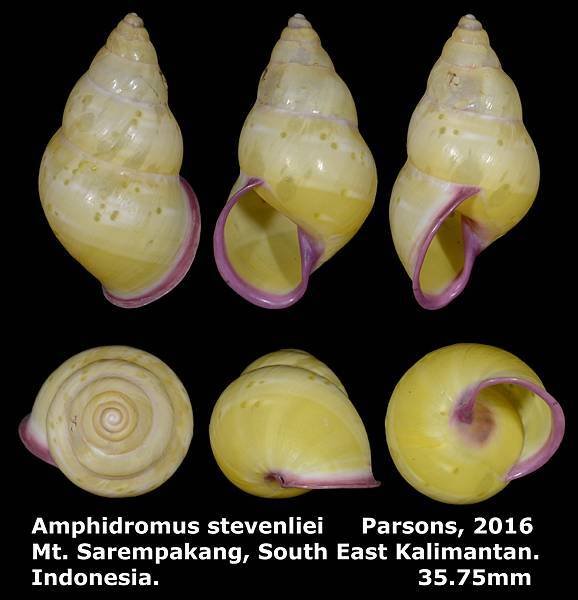 Amphidromus stevenliei 35.75mm