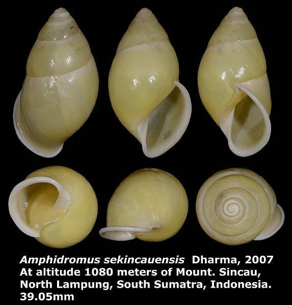 Amphidromus sekincauensis 39.05mm