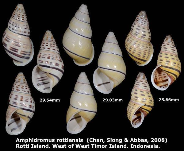 Amphidromus rottiensis 25.86 to 29.54mm