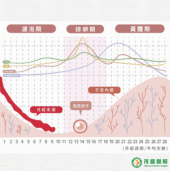 排卵期-月經週期示意圖.png