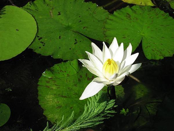 水生植物公園