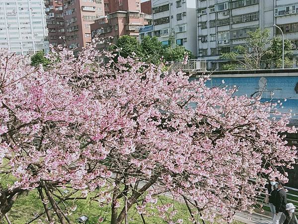 樂活寒櫻盛開了
