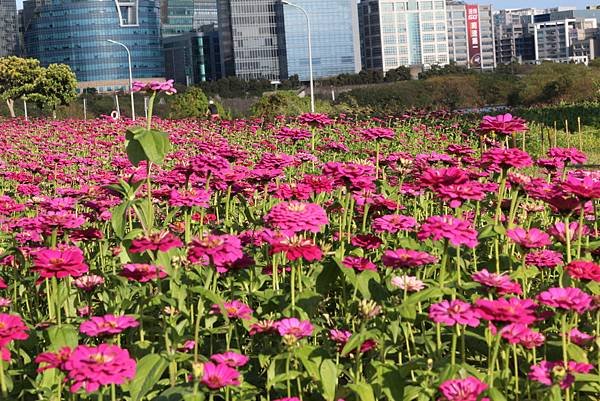 波斯菊花海