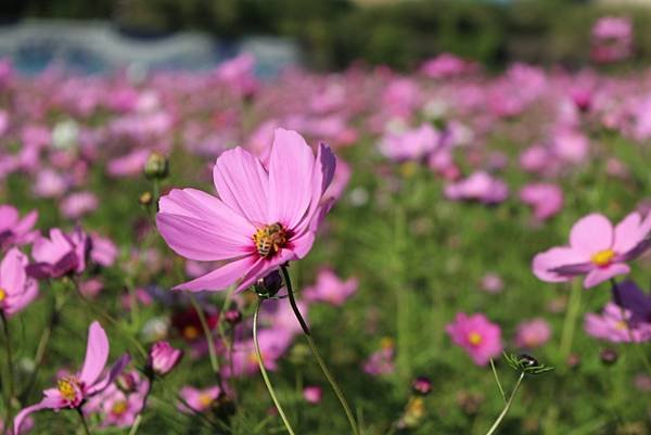 波斯菊花海