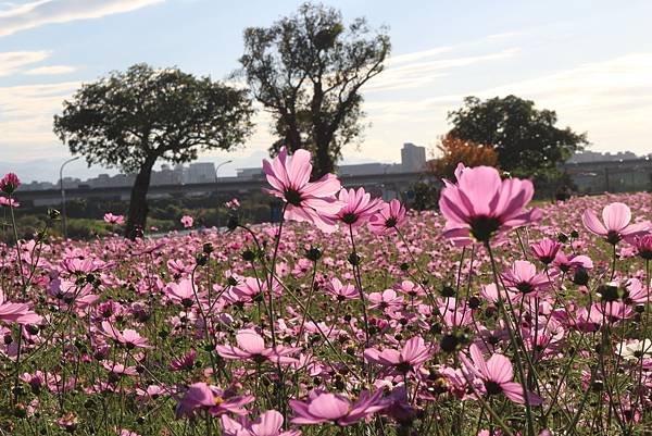 波斯菊花海