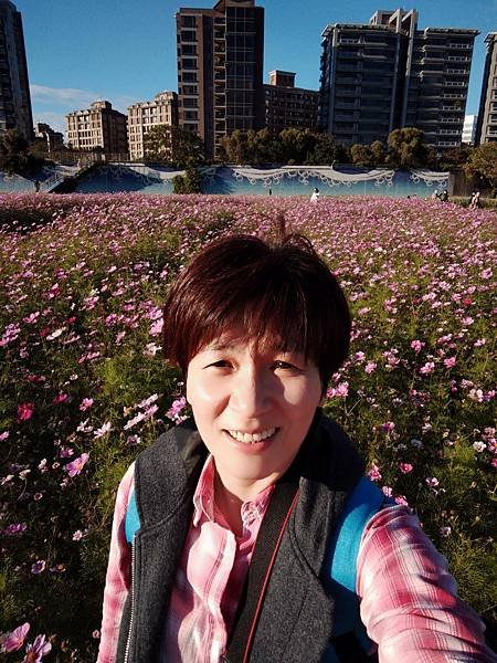 波斯菊花海