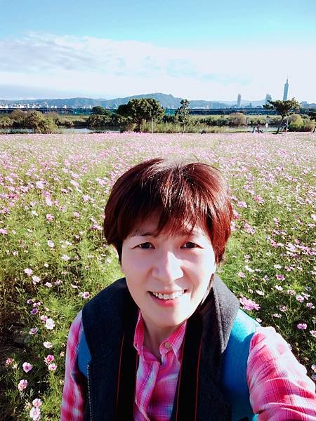 波斯菊花海