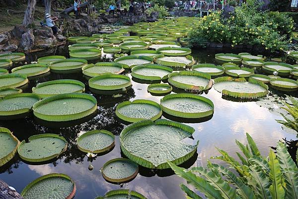 雙溪公園大王蓮