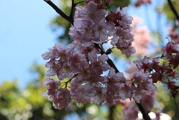 碧山巖賞櫻