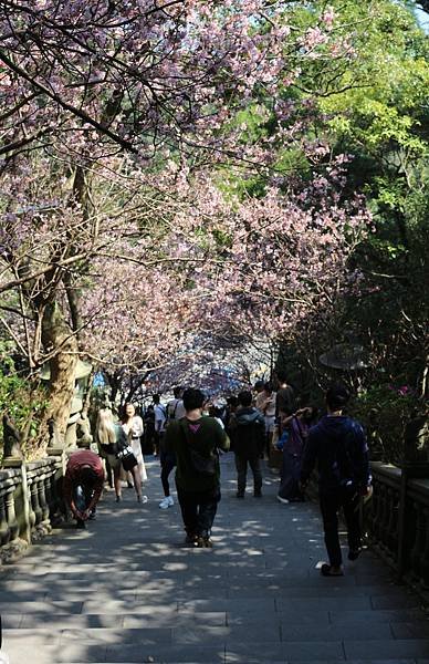 碧山巖賞櫻