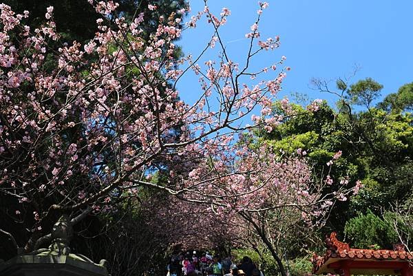 碧山巖賞櫻