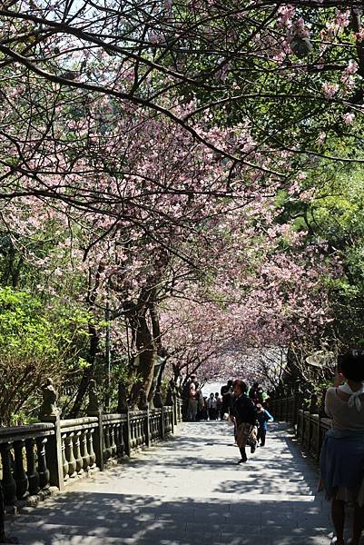 碧山巖賞櫻