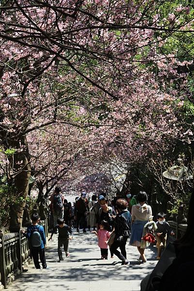 碧山巖賞櫻