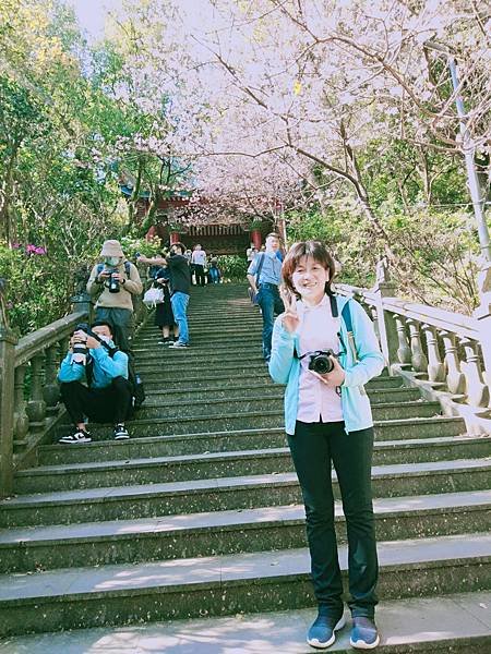 碧山巖賞櫻