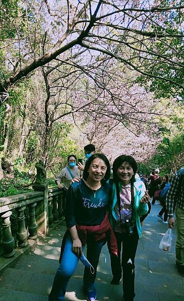 碧山巖賞櫻