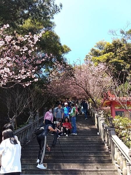 碧山巖賞櫻