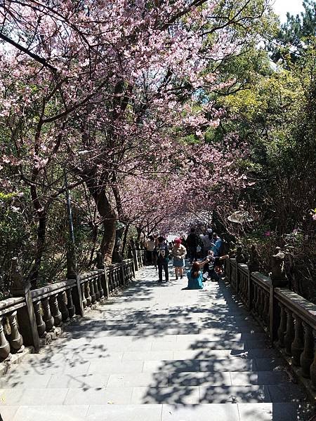 碧山巖賞櫻