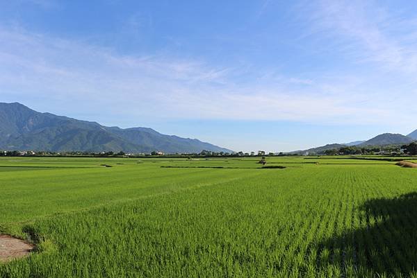 池上迷人的田園風光