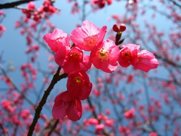山櫻花 1
