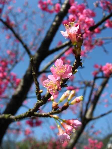山櫻花 2