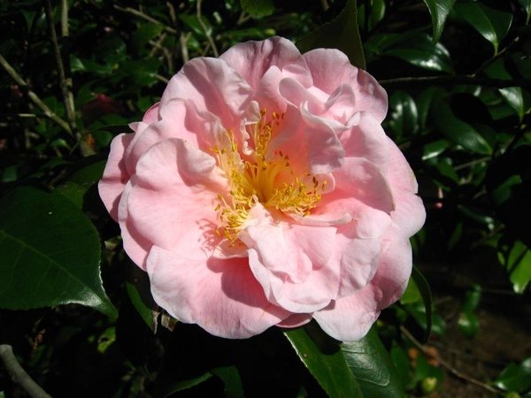 茶花 3
