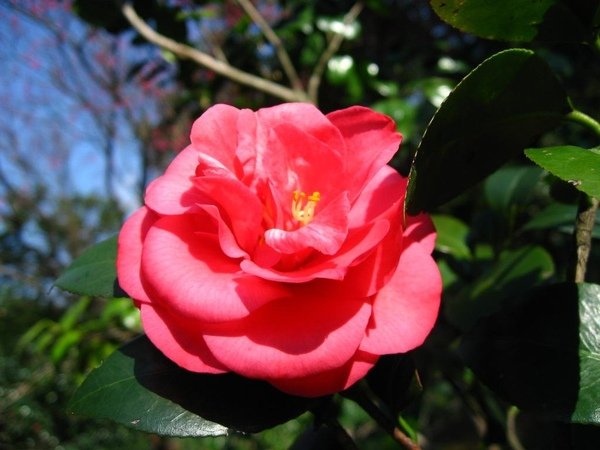 茶花 5