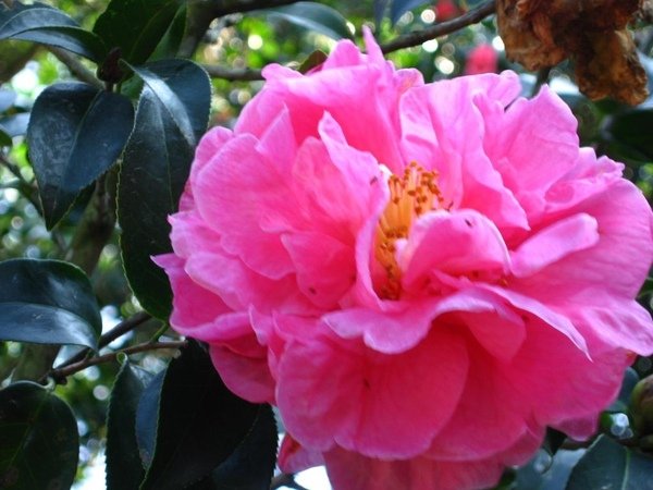 茶花 6