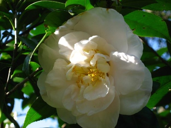 茶花 7