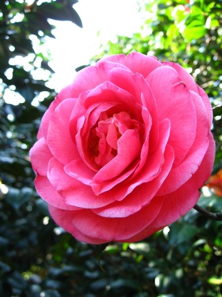 茶花 9