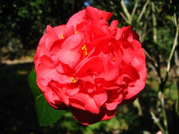 茶花 10