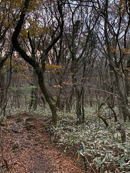 20241122 韓國最高峰漢拏山，觀音寺上，城板岳下