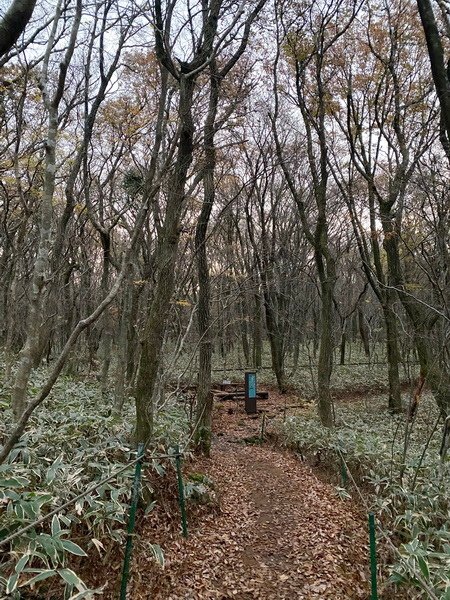 20241122 韓國最高峰漢拏山，觀音寺上，城板岳下