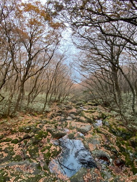 20241122 韓國最高峰漢拏山，觀音寺上，城板岳下