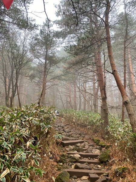 20241122 韓國最高峰漢拏山，觀音寺上，城板岳下