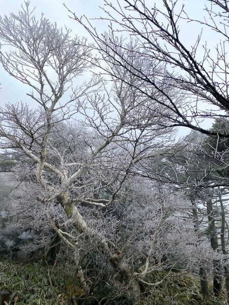 20241122 韓國最高峰漢拏山，觀音寺上，城板岳下