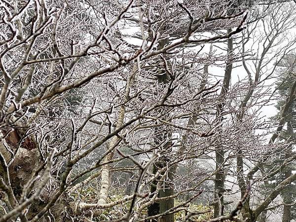 20241122 韓國最高峰漢拏山，觀音寺上，城板岳下