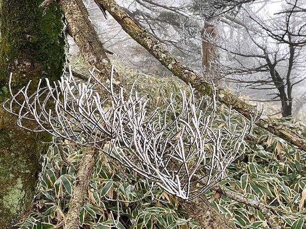 20241122 韓國最高峰漢拏山，觀音寺上，城板岳下