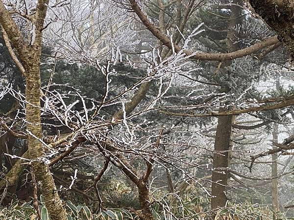 20241122 韓國最高峰漢拏山，觀音寺上，城板岳下