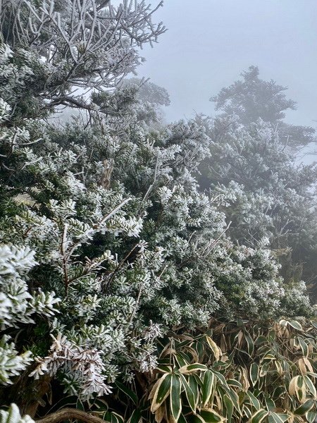 20241122 韓國最高峰漢拏山，觀音寺上，城板岳下