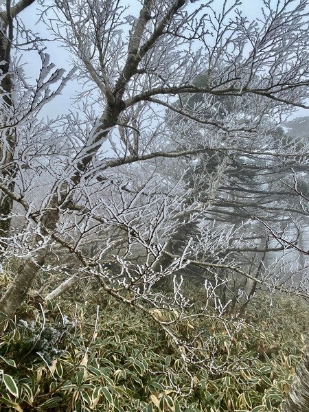 20241122 韓國最高峰漢拏山，觀音寺上，城板岳下