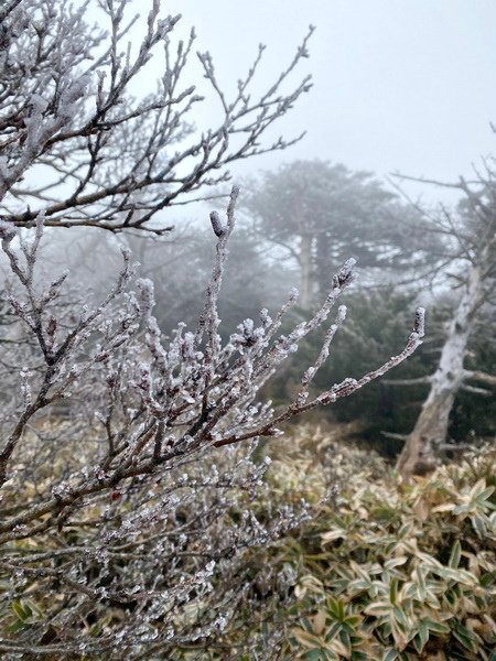 20241122 韓國最高峰漢拏山，觀音寺上，城板岳下