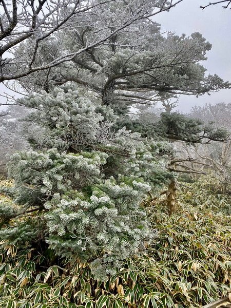 20241122 韓國最高峰漢拏山，觀音寺上，城板岳下