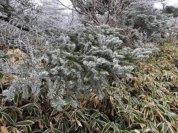 20241122 韓國最高峰漢拏山，觀音寺上，城板岳下