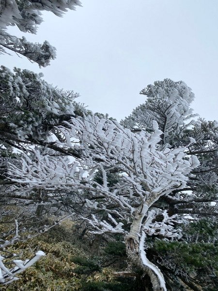 20241122 韓國最高峰漢拏山，觀音寺上，城板岳下