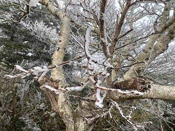 20241122 韓國最高峰漢拏山，觀音寺上，城板岳下